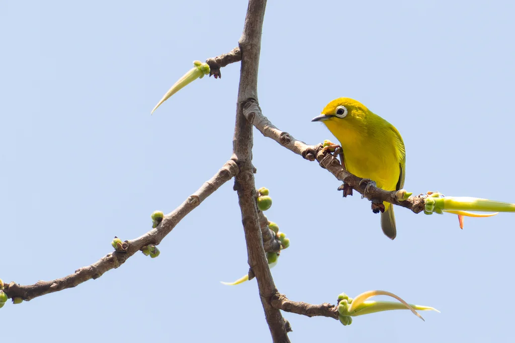 南黄绣眼鸟（Zosterops anderssoni）