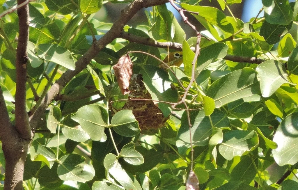南黄绣眼鸟（Zosterops anderssoni）