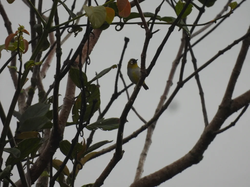 黑冠绣眼鸟(Zosterops atricapilla)