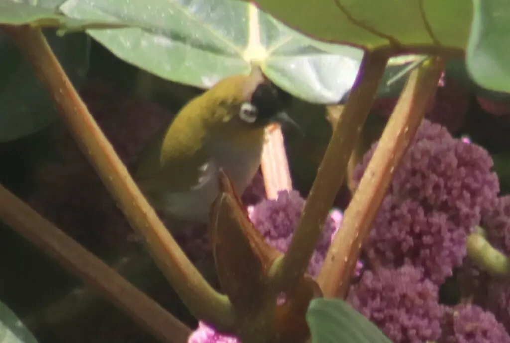 黑冠绣眼鸟(Zosterops atricapilla)