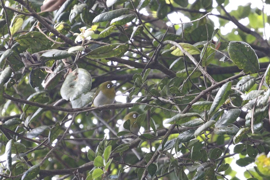 斯里兰卡绣眼鸟(Zosterops ceylonensis)
