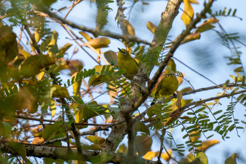 红树绣眼鸟(Zosterops chloris)