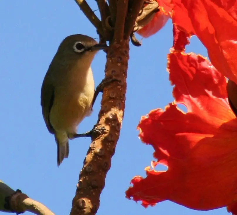 马里亚纳绣眼鸟(Zosterops conspicillatus)