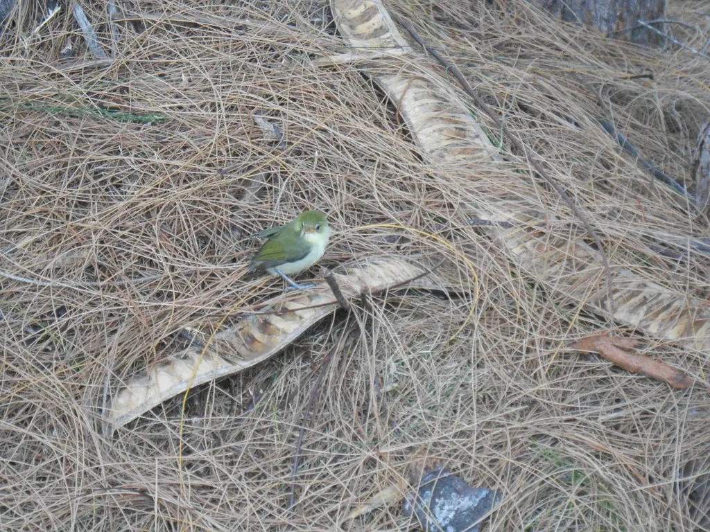 马里亚纳绣眼鸟(Zosterops conspicillatus)