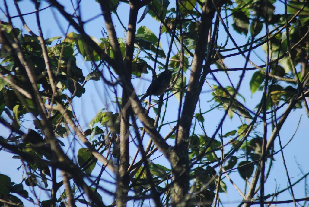宽颈绣眼鸟(Zosterops eurycricotus)