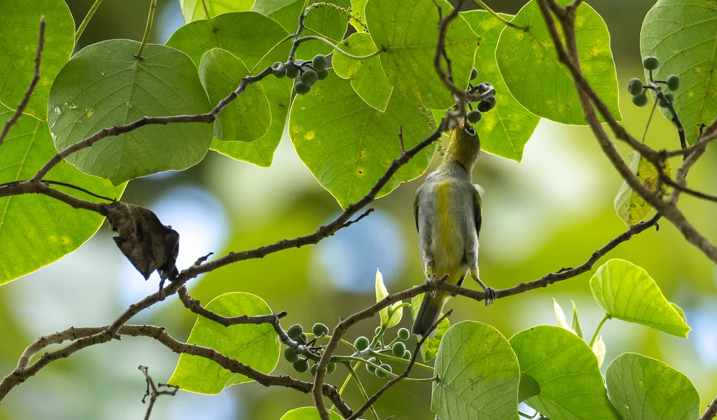 埃氏绣眼鸟(Zosterops everetti)