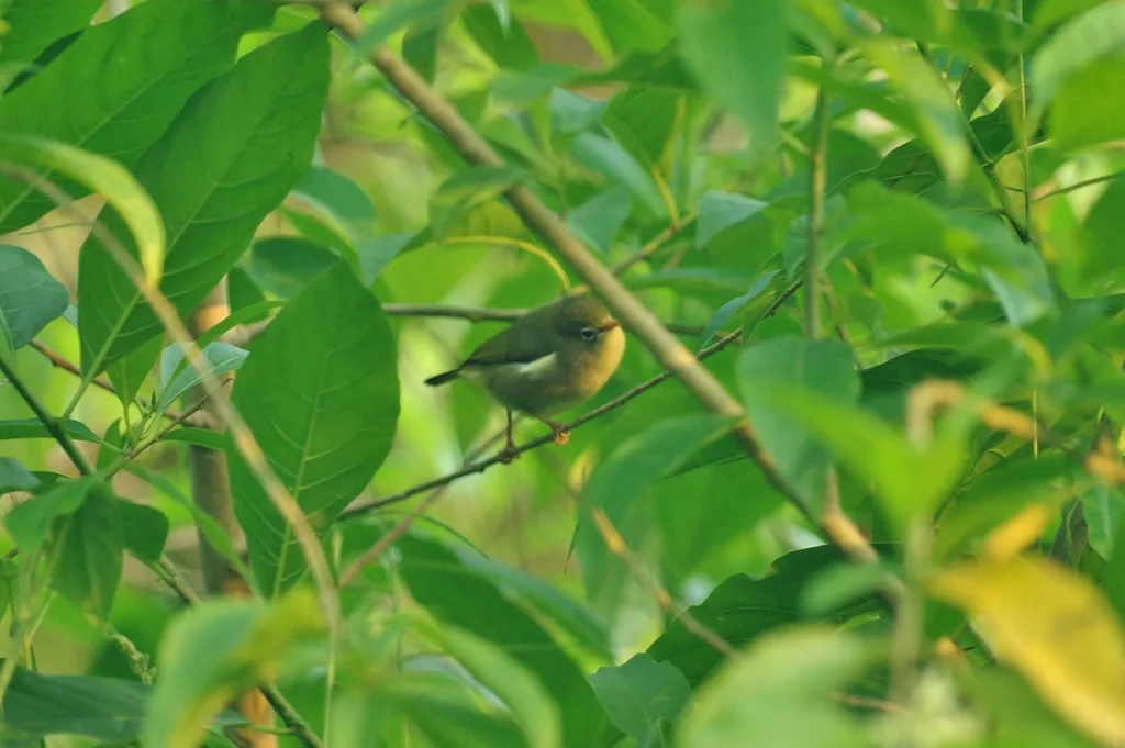 圣多美绣眼鸟(Zosterops feae)