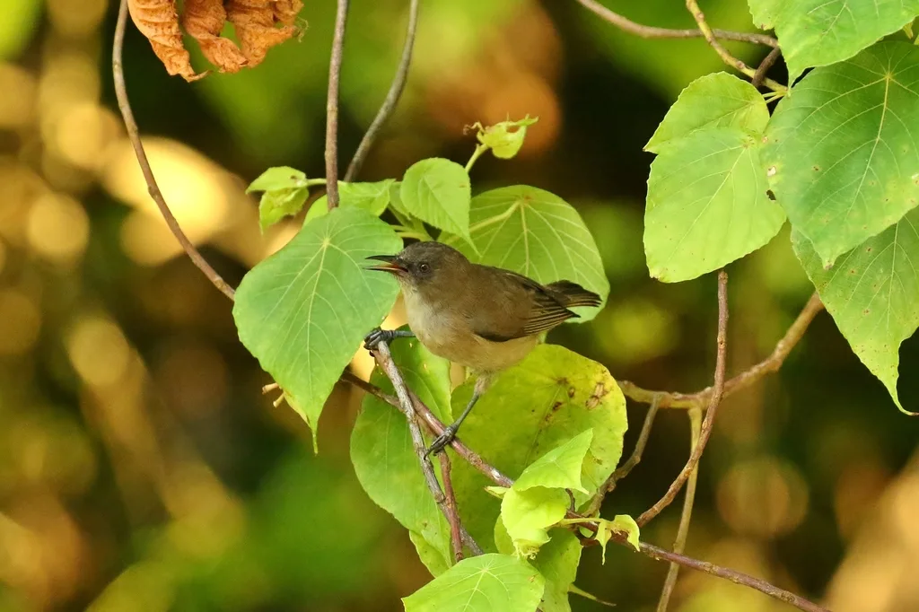暗绣眼鸟(Zosterops finschii)