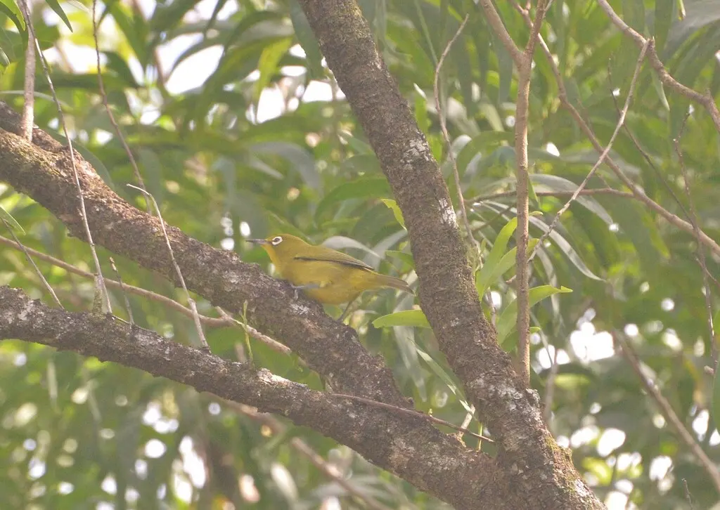 黄额绣眼鸟(Zosterops flavifrons)