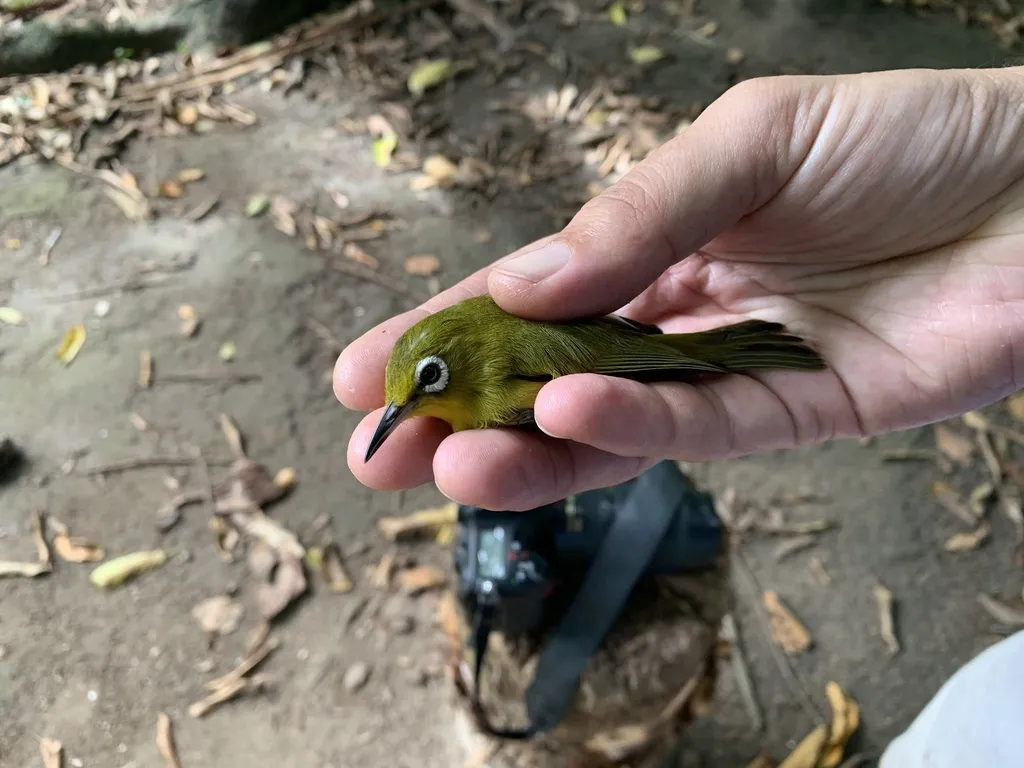 黄额绣眼鸟(Zosterops flavifrons)