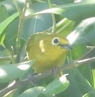 爪哇绣眼鸟(Zosterops flavus)