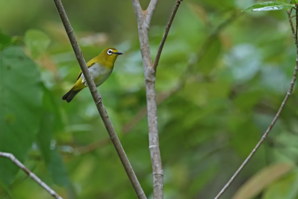 珠腹绣眼鸟(Zosterops grayi)