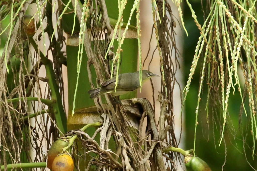 淡色绣眼鸟(Zosterops hypolais)