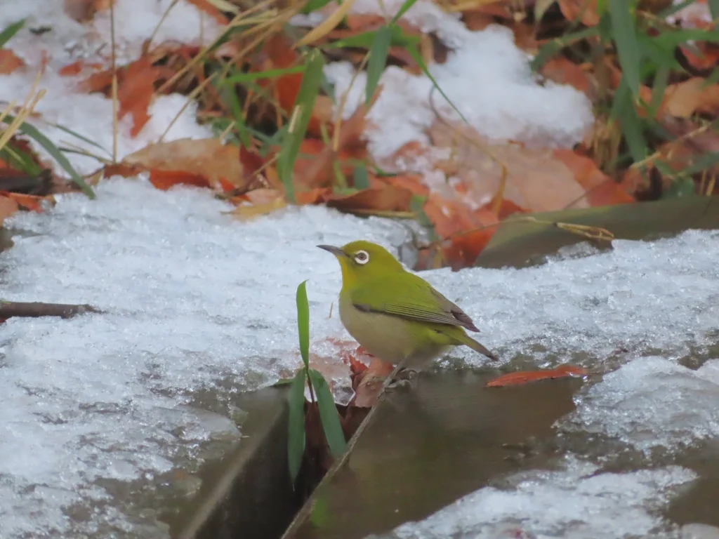 日本绣眼鸟(Zosterops japonicus)