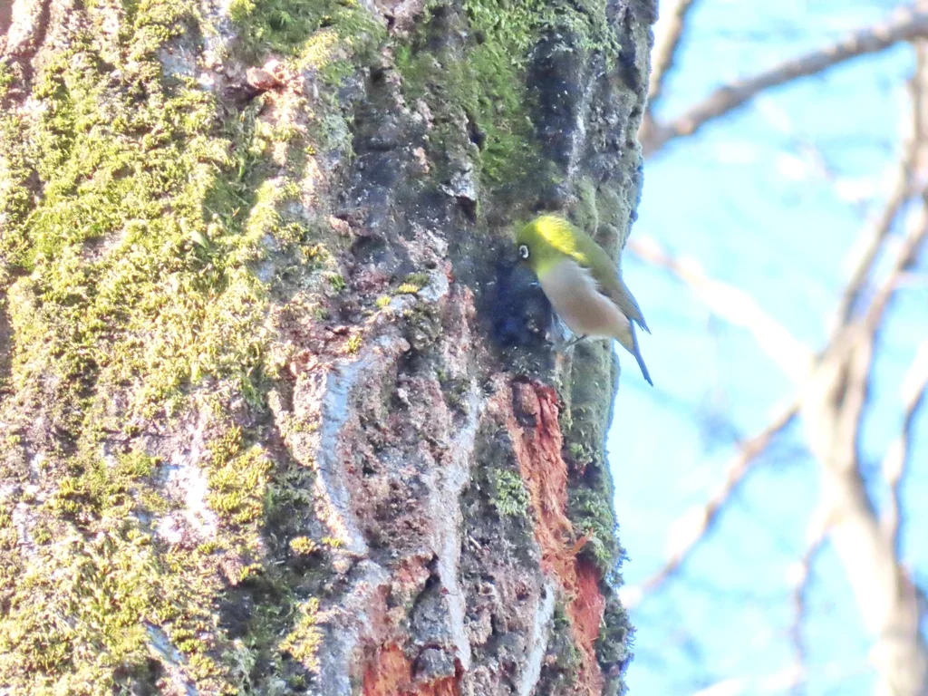 日本绣眼鸟(Zosterops japonicus)