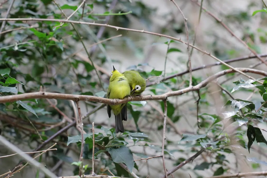 黄额环绣眼鸟(Zosterops kikuyuensis)