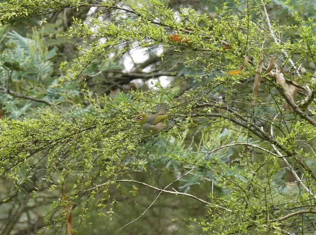 灰胸绣眼鸟(Zosterops lateralis)