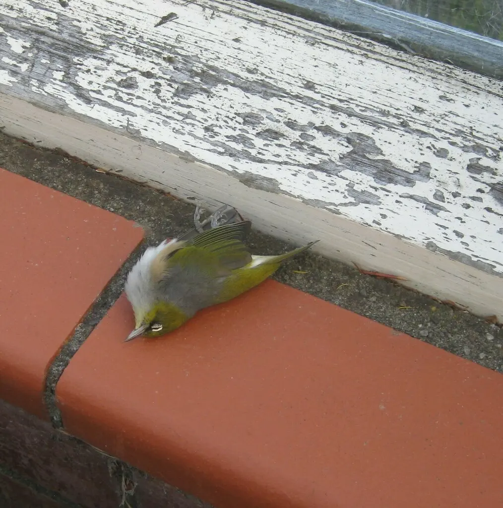 灰胸绣眼鸟(Zosterops lateralis)