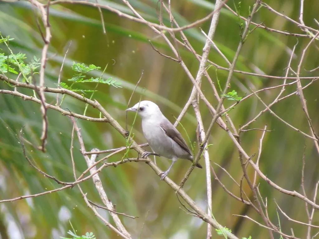 白顶绣眼鸟(Zosterops leucophaeus)