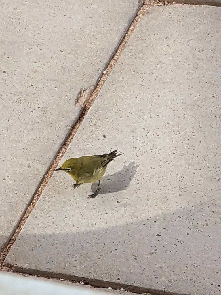 澳洲黄绣眼鸟(Zosterops luteus)