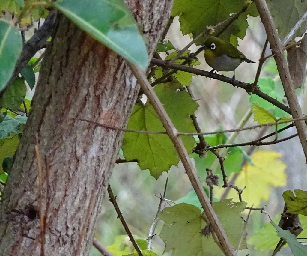 马岛绣眼鸟(Zosterops maderaspatanus)