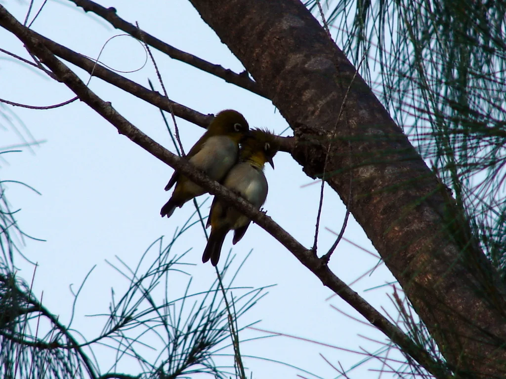 马岛绣眼鸟(Zosterops maderaspatanus)