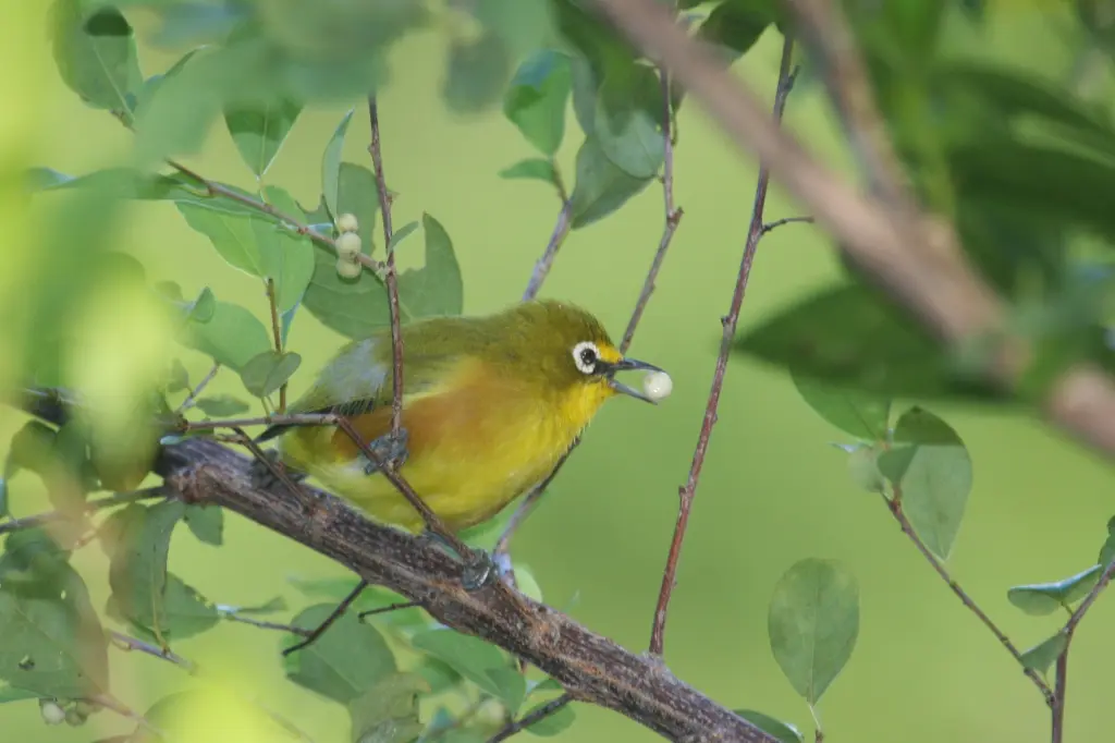 栗胁绣眼鸟(Zosterops mayottensis)