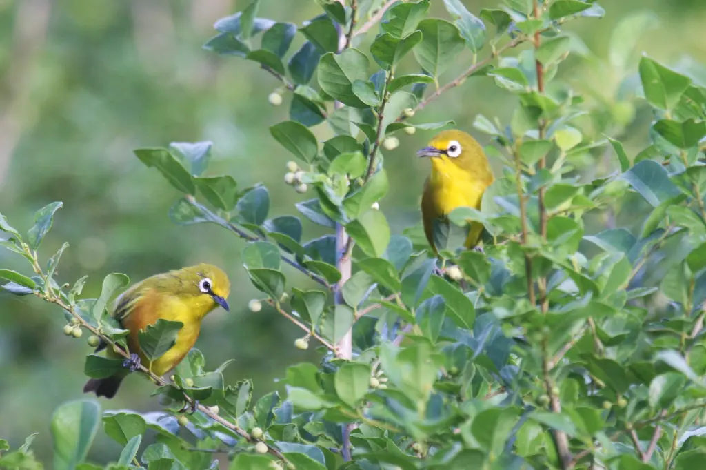 栗胁绣眼鸟(Zosterops mayottensis)