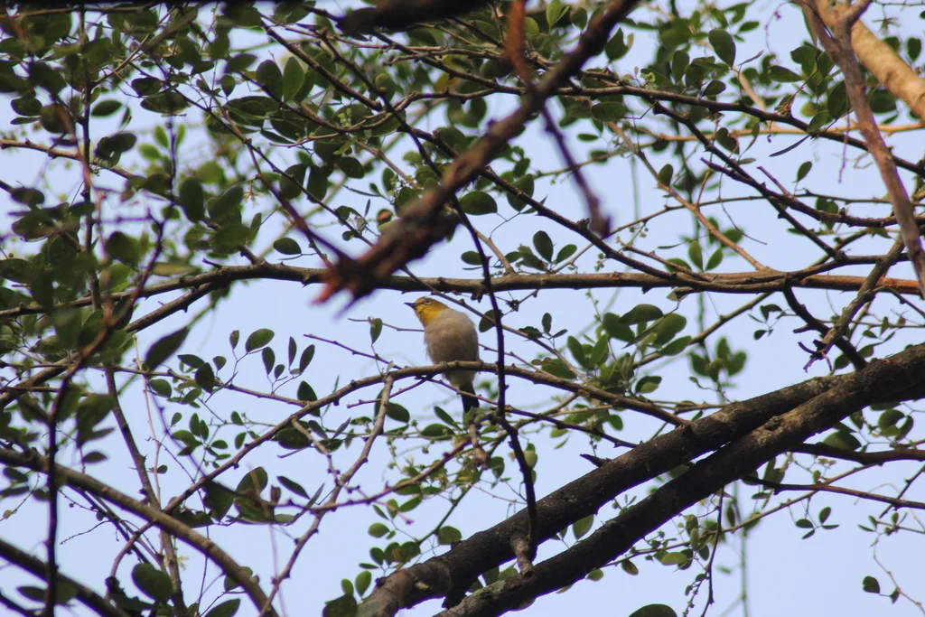 印尼绣眼鸟(Zosterops melanurus)