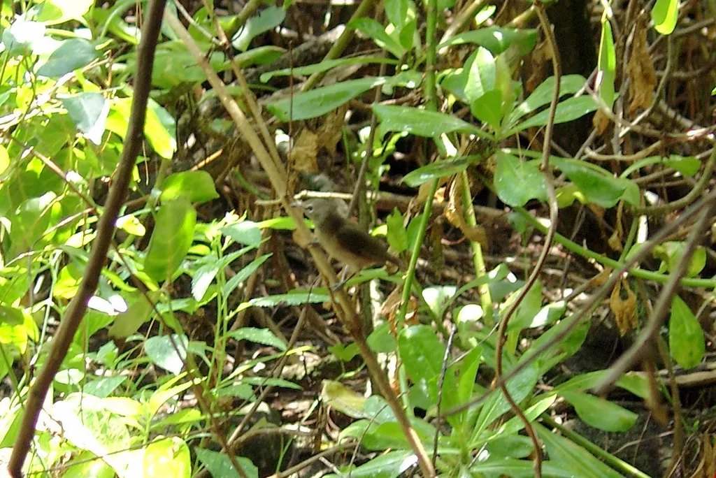 塞舌尔绣眼鸟（Zosterops modestus）