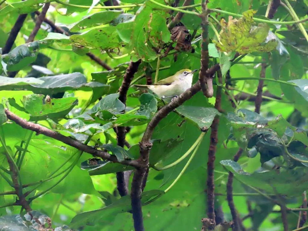 圣诞岛绣眼鸟(Zosterops natalis)
