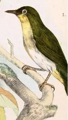 桑岛绣眼鸟(Zosterops nehrkorni)