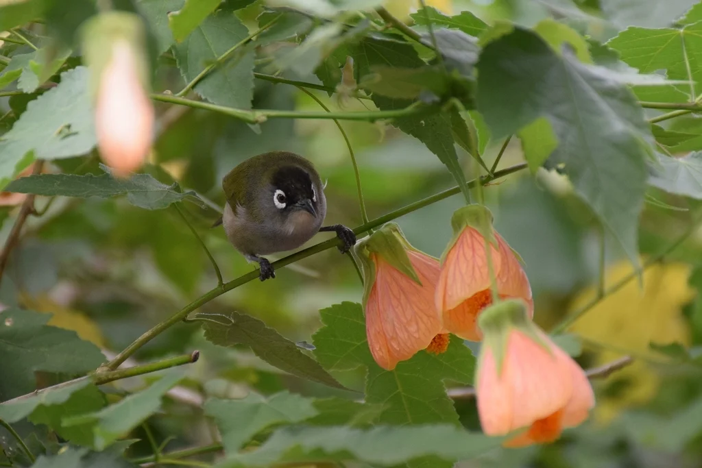 橄揽绣眼鸟(Zosterops olivaceus)