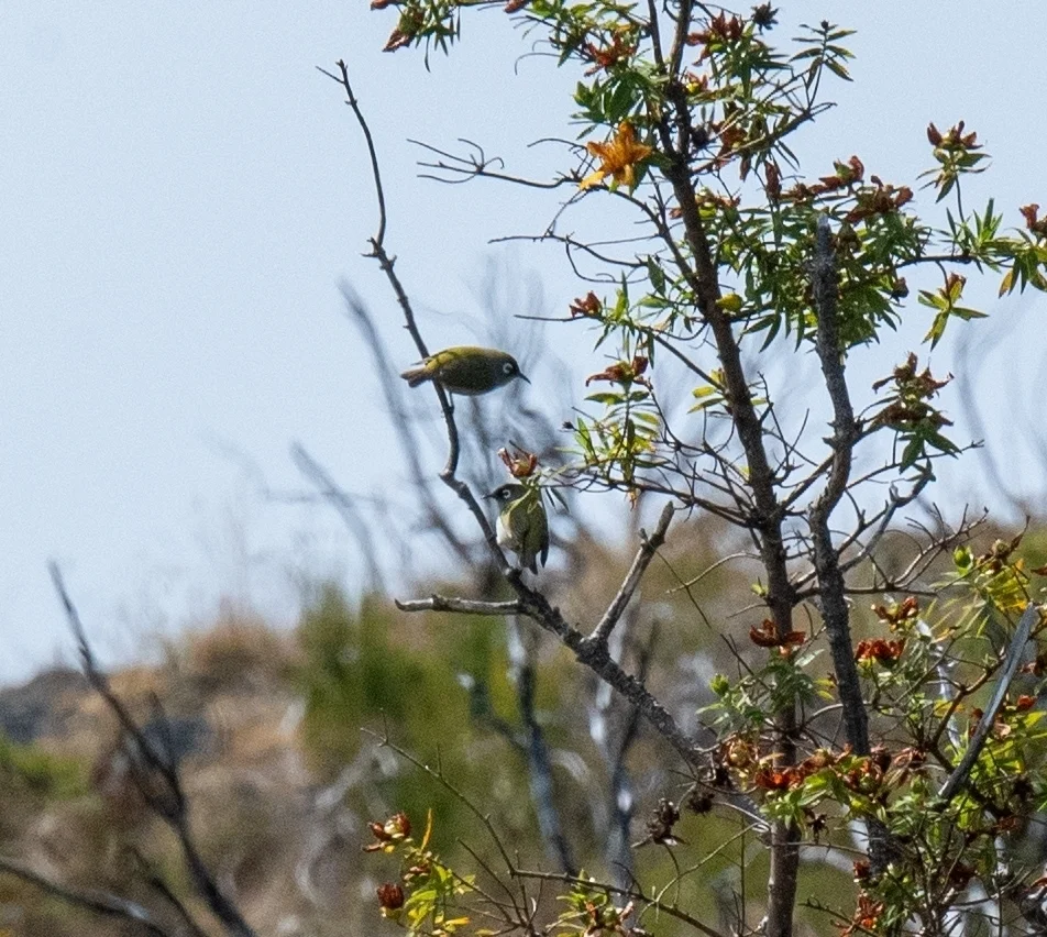 橄揽绣眼鸟(Zosterops olivaceus)