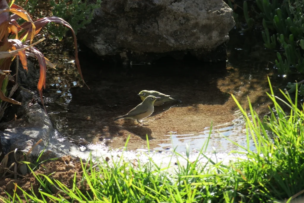 苍色绣眼鸟(Zosterops pallidus)