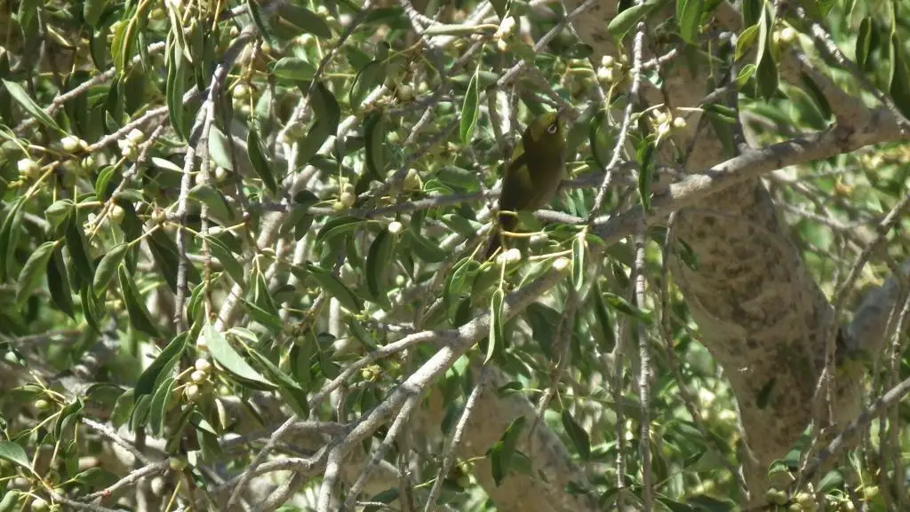 苍色绣眼鸟(Zosterops pallidus)
