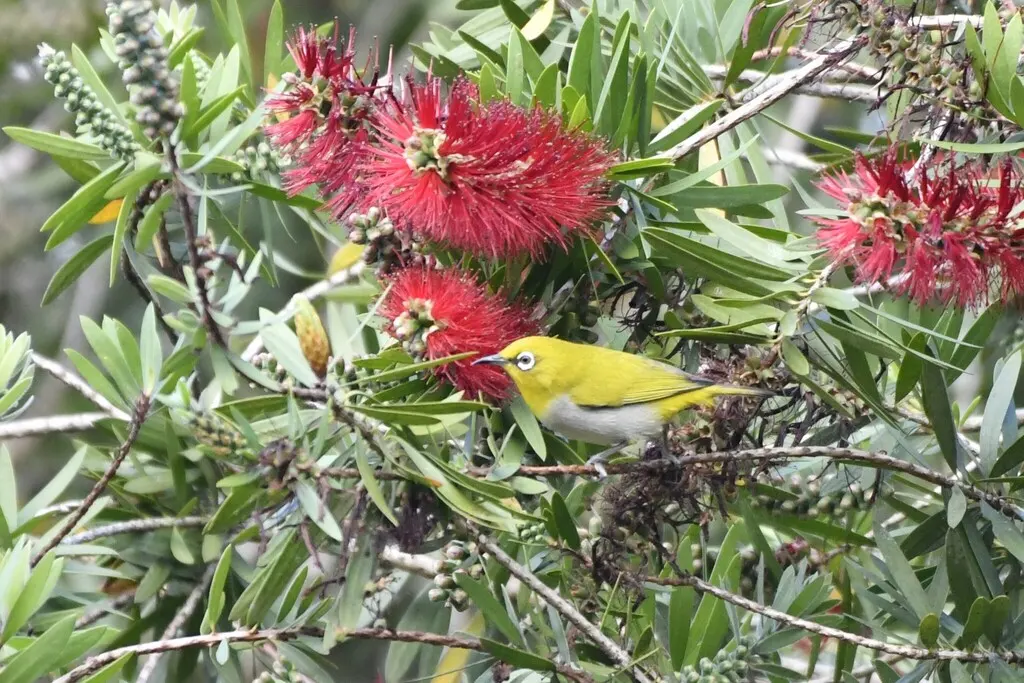 灰腹绣眼鸟(Zosterops palpebrosus)