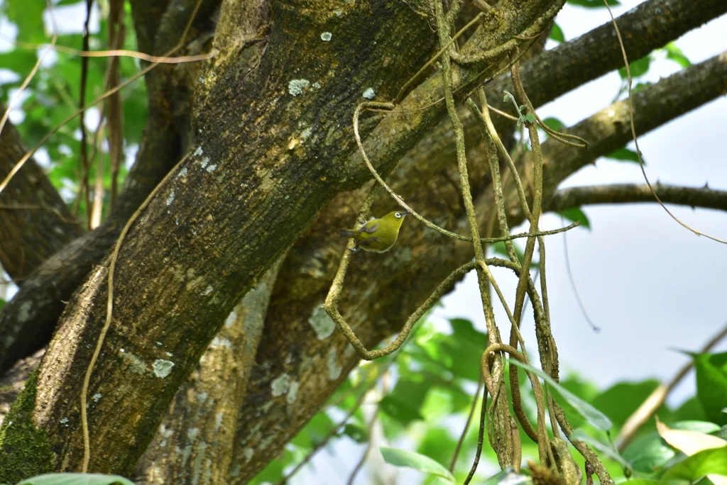 灰腹绣眼鸟(Zosterops palpebrosus)