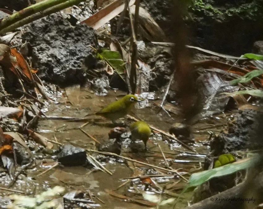 灰腹绣眼鸟(Zosterops palpebrosus)