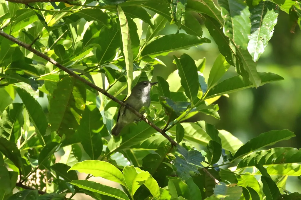 灰绣眼鸟(Zosterops ponapensis)
