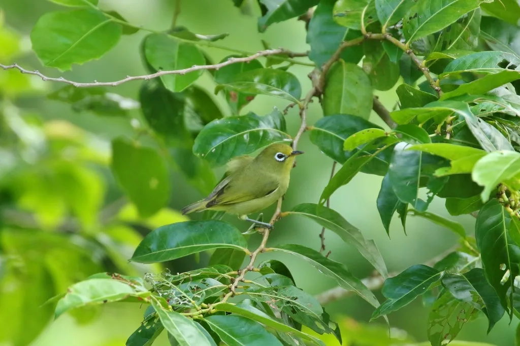卡岛绣眼鸟(Zosterops semperi)