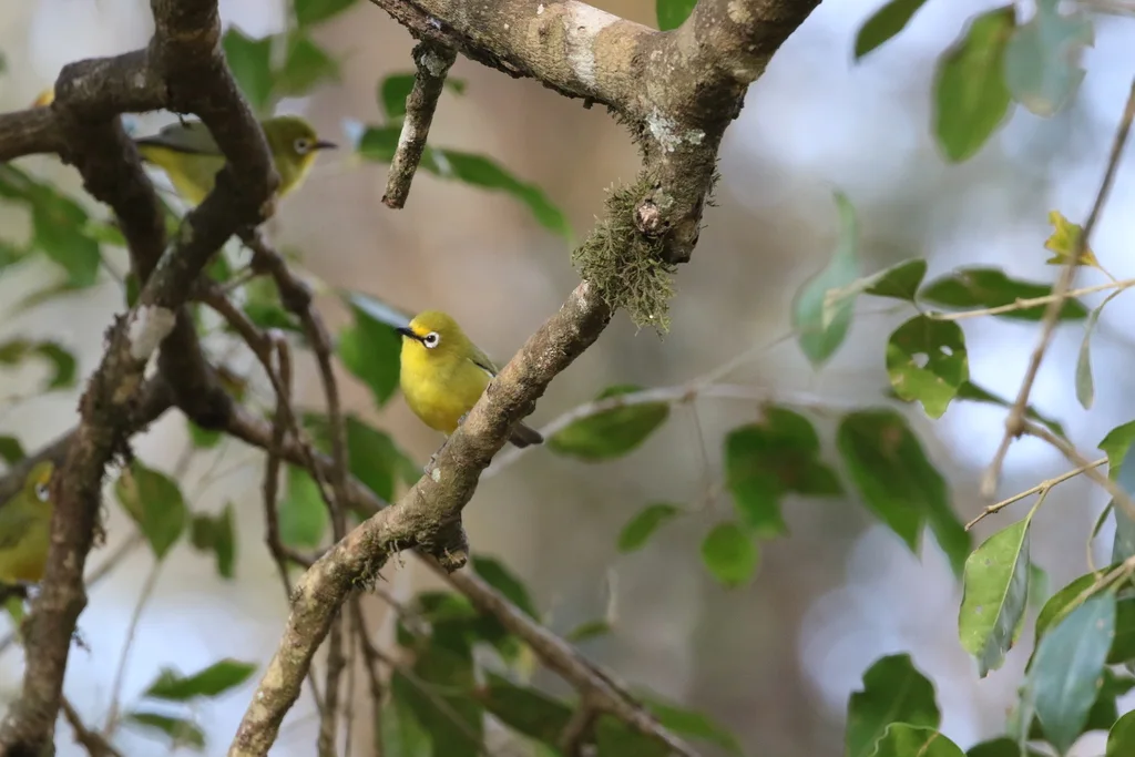 黄绣眼鸟(Zosterops senegalensis)