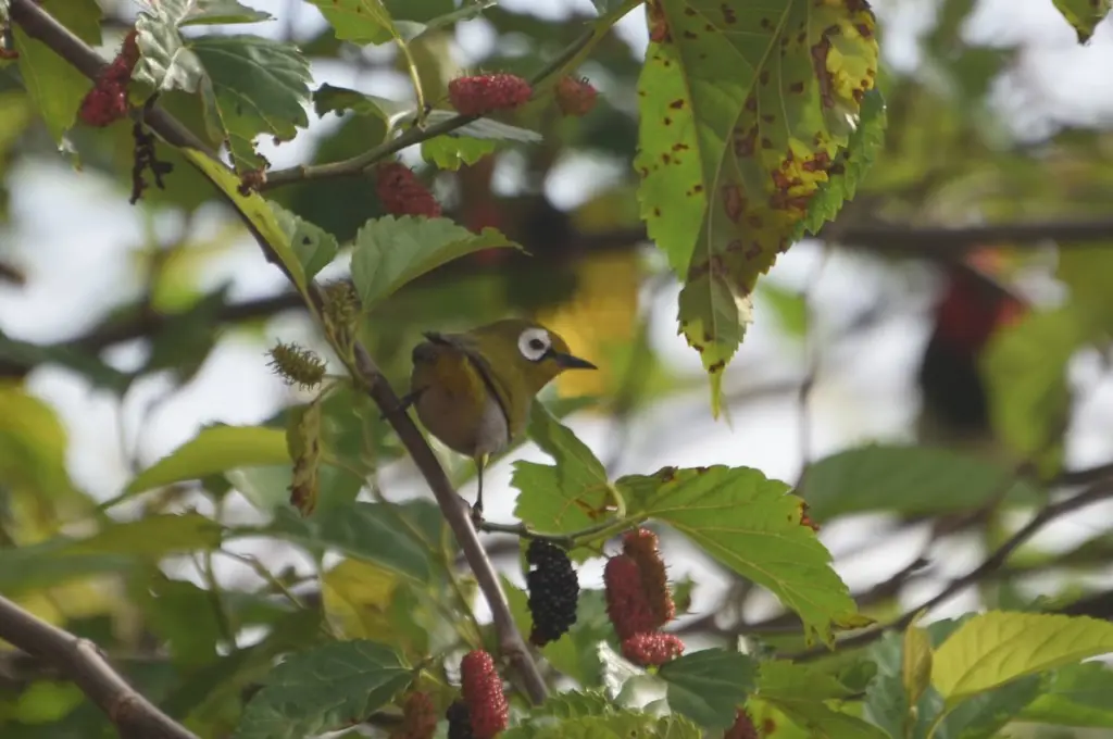 绿额环绣眼鸟(Zosterops silvanus)