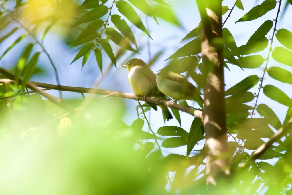暗绿绣眼鸟(Zosterops simplex)