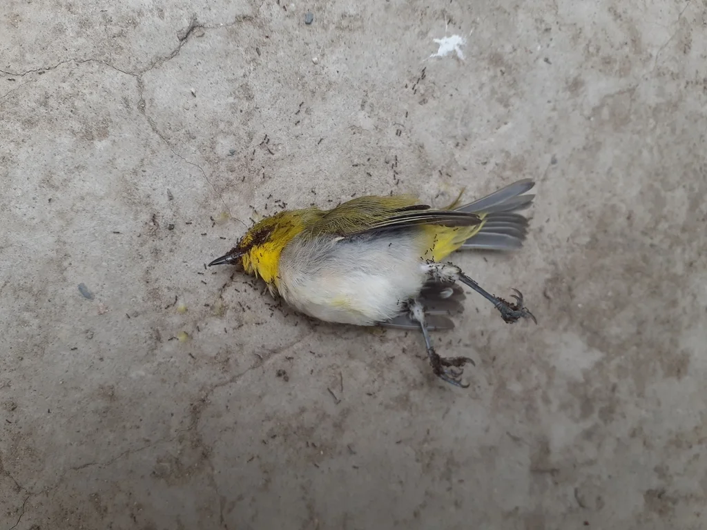 暗绿绣眼鸟(Zosterops simplex)