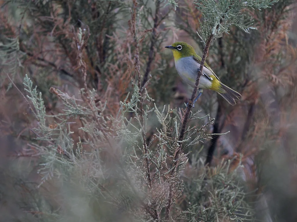 索岛绣眼鸟(Zosterops socotranus)