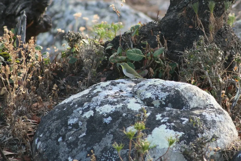 索岛绣眼鸟(Zosterops socotranus)