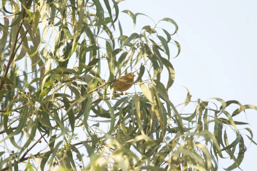 绿黄绣眼鸟(Zosterops stuhlmanni)