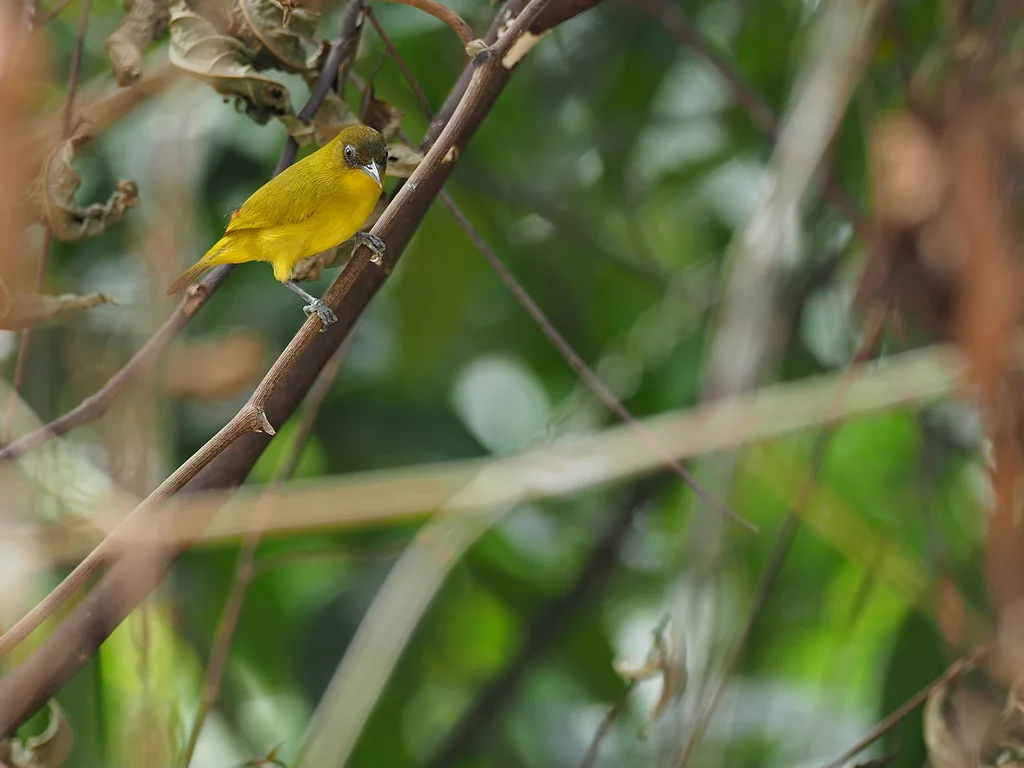 金腹绣眼鸟(Zosterops uropygialis)