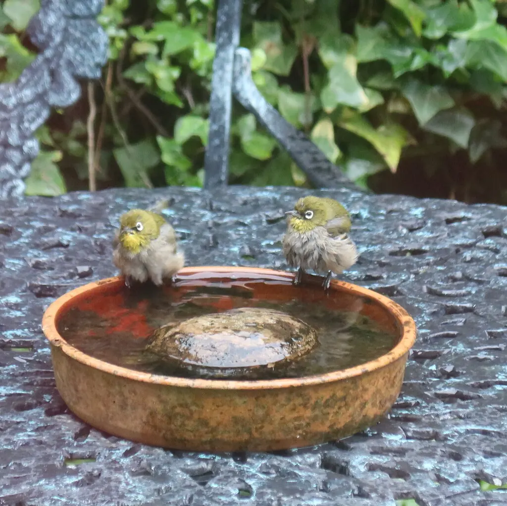 南非绣眼鸟(Zosterops virens)